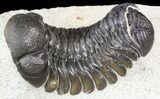 Bargain, Austerops Trilobite - Morocco #55989-1